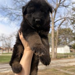 Grumpy - Black and red male German Shepherd puppy in Perrysburg, Ohio from Fancy GSDs