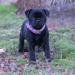 Staffordshire Bull Terrier Puppies from Sublime Staffords