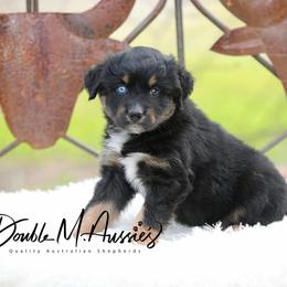 Ash - Black tri-color male Australian Shepherd puppy in Olivehurst, California from Double M Aussies