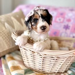 Lorie - Blue merle and white female Sheepadoodle puppy in Spanish Fork, Utah from Maplesierradoodles