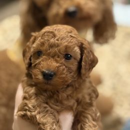 Cooper - Red  male Poodle puppy in Port Huron, Michigan from Snay's Poodle Puppies