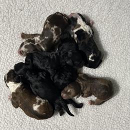 Boy 3 - male Cockapoo puppy in Lancaster, Missouri from Cavapoo Acres