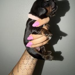 Kike - Black and tan female Dachshund puppy in Beaumont, California from Seleners Wieners