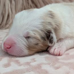 Diamond - red merle female - Red merle female Australian Shepherd puppy in Texas from Wray Aussies