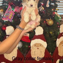 Goldendoodle Puppies from Gracious Doodle Dogs