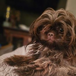 Flossie - Shih Tzu