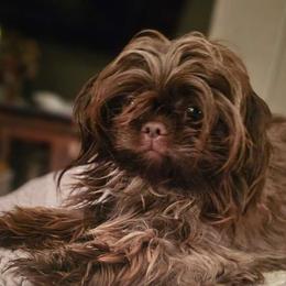 Flossie - Shih Tzu