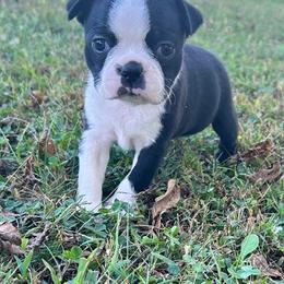 Willa - Black and white female Boston Terrier puppy in Fillmore, Illinois from Wind Hill Puppies