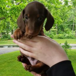 Dachshunds from Cyn-D's Miniature Dachshunds