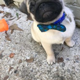 Pug Puppies from Pickwick Pugs