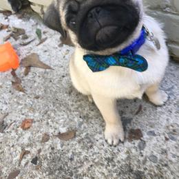 Pug Puppies from Pickwick Pugs