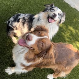 Australian Shepherds from Sabrina's Australian Shepherds