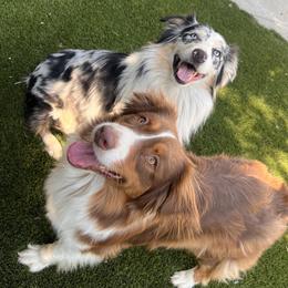 Australian Shepherds from Sabrina's Australian Shepherds