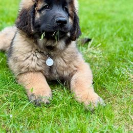 Leonberger Puppies from Tir na nOg Leonbergers