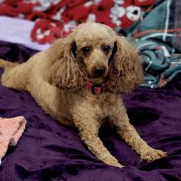 Poodle puppies from S.H.A.R.P.’s Toy Poodles