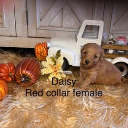 Daisy - Red  female Goldendoodle puppy in North Branch, Michigan from Graceful Miniature Goldendoodles