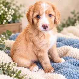 Waldo - Red male Bernedoodle puppy in Saint Francis, Kansas from Land of Oz Doodles