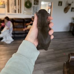 Girl 3 - Chocolate and tan female Dachshund puppy in Stamford, Texas from West Texas Miniature Dachshunds