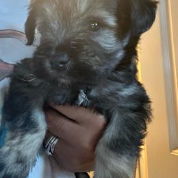 Bingo - Salt and pepper male Miniature Schnauzer puppy in Oklahoma City, Oklahoma from L & R Miniature Schnauzers