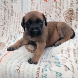 White - Apricot Mastiff puppy in Parkersburg, West Virginia from ❤️ Thompson's Family Mastiffs ❤️