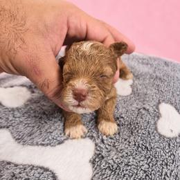 Girl 1 - Apricot female Poodle puppy in Miami, Florida from JF Kennels Miniature & Toy Poodles
