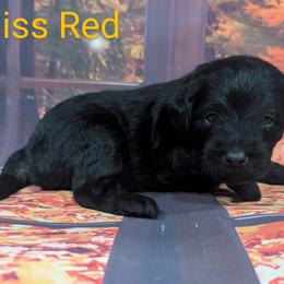 Goldendoodle, Golden Retriever, Labradoodle, and Labrador Retriever Puppies from Robertson's Retrievers and Doodles