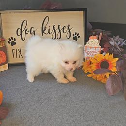 Bean - Cream male Pomeranian puppy in Newport News, Virginia from Itty Bitty Poms