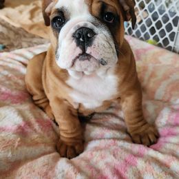 Bulldog Puppies from Mary Estabrook
