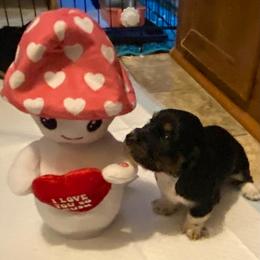 Boots AKC full rights - Black and cream male Dachshund puppy in Elizabethtown, Kentucky from Teeny Tiny Puppy Tails