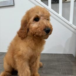 Green - Red  male Goldendoodle puppy in Bakersfield, California from Lavish Doodles