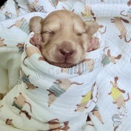 Kelli-basa - Cream female Dachshund puppy in Alva, Florida from Salty C's Dachshunds