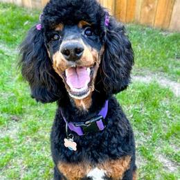 Aspen - Poodle