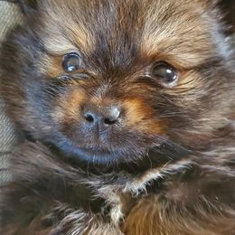 Pomeranians from Petite Poms and Frenchies