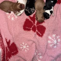 Cavapoo Puppies from Woodland poodles and Cavapoos