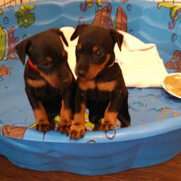 Chinese Crested and Manchester Terrier Puppies from Fantasy Kennels