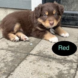 Australian Shepherd Puppies from CTR Farmstead