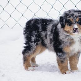 Australian Shepherd Puppies from Echolight Australian Shepherds