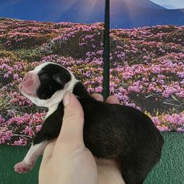 Boy 4 - Black and white male Boston Terrier puppy in Denver, Colorado from Diamonds In The Ruff Boston Terriers