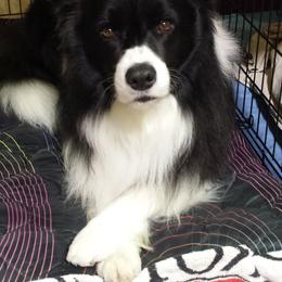 Border Collies from BMW Border Collies