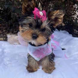 Prince Elsa - Black and gold female Yorkshire Terrier puppy in Seattle, Washington from 🎀 Yorkies Boutique Babydolls 🎀