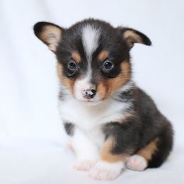 American Corgi Puppies from Diamond Corgis