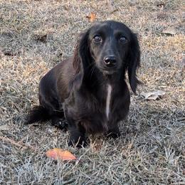 Mori - Black female Dachshund puppy in Pelion, South Carolina from Doitsujin Dachshunds
