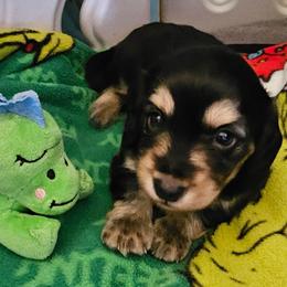 Boy 1 - Black and cream male Dachshund puppy in Lebanon, Oregon from Willow Moons Dachshunds