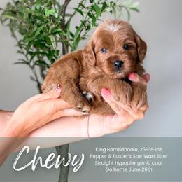Chewy - Red male Bernedoodle puppy in South Jordan, Utah from Wonderful World Doodles