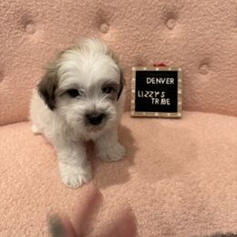 Denver - Coton de Tulear puppy in Surprise, Arizona from Lizzy’s Tribe