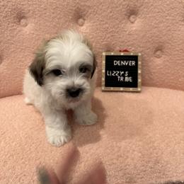 Denver - Coton de Tulear puppy in Surprise, Arizona from Lizzy’s Tribe