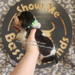 Green collar - Black white and brown male Basset Hound puppy in Alton, Illinois from Show Me Great Danes and Basset Hounds