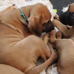 Rhodesian Ridgebacks from Amy's Rhodesian Ridgebacks