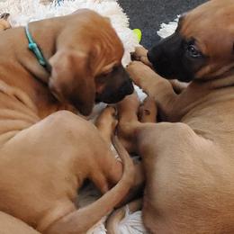 Rhodesian Ridgebacks from Amy's Rhodesian Ridgebacks