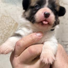 Dark blue collar boy - Red male Pembroke Welsh Corgi puppy in Hayes, Virginia from Gainesfield Labradors and Pembroke Welsh Corgis